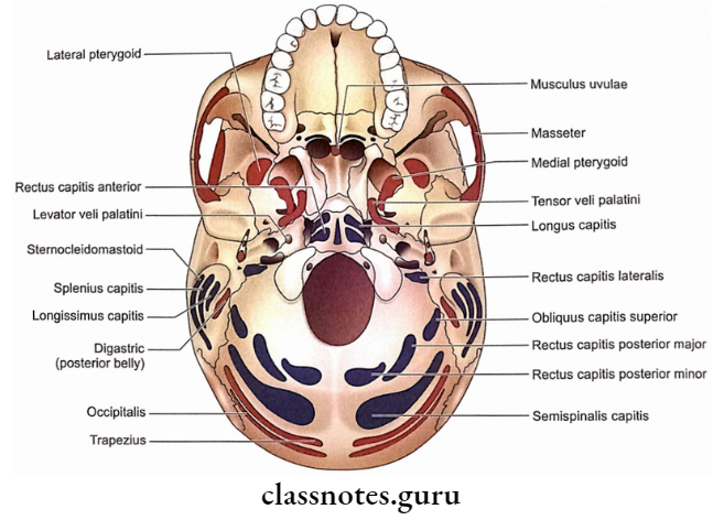 Exterior Of The Skull The Skull Norma Basalis Showing Muscular Attachments