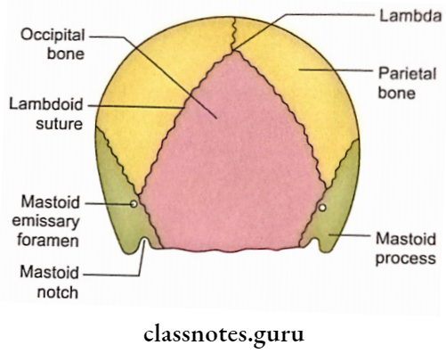 Exterior Of The Skull The Skull Norma Occipitalis