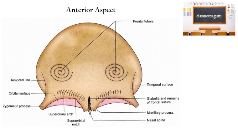 Frontal Bone Anterior Aspect