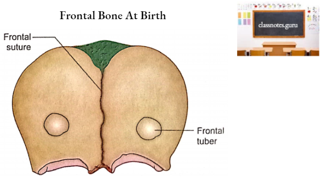 Frontal Bone Frontal Bone At Birth