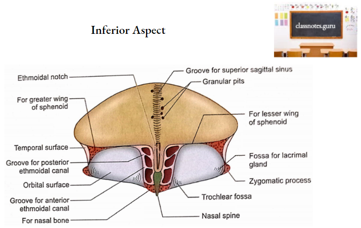 Frontal Bone Inferior Aspect