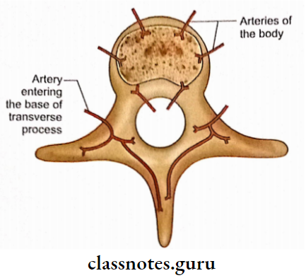 General Considerations Of Bone Arterial Supply Of Vertebra