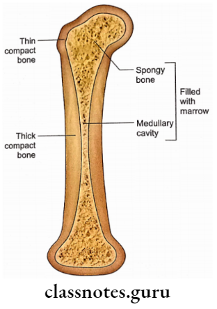General Considerations Of Bone Longitudinal Section Through A Long Bone