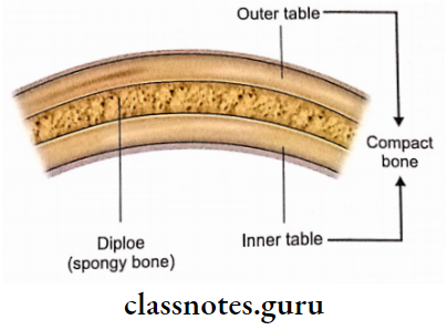 General Considerations Of Bone Structure Of The Flat Bone Of Calva