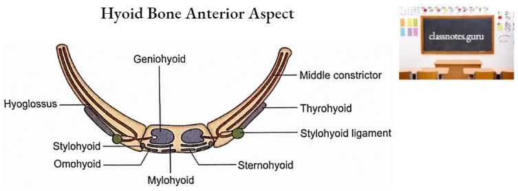 Hyoid Hyoid Bone Anterior Aspect.