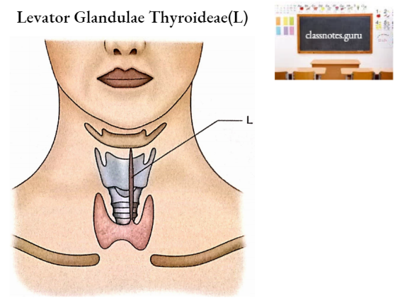Hyoid Levator Glandulae Thyroideae(L)