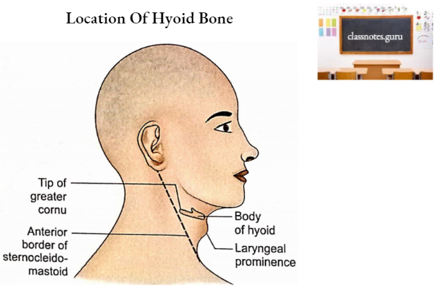Hyoid Location Of Hyoid Bone