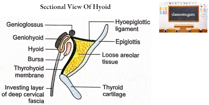 Hyoid Sectional View Of Hyoid