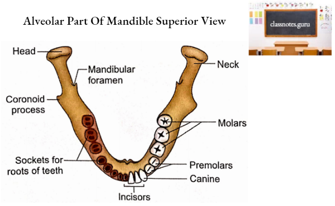 Mandible Alveolar Part Of Mandible Superior View