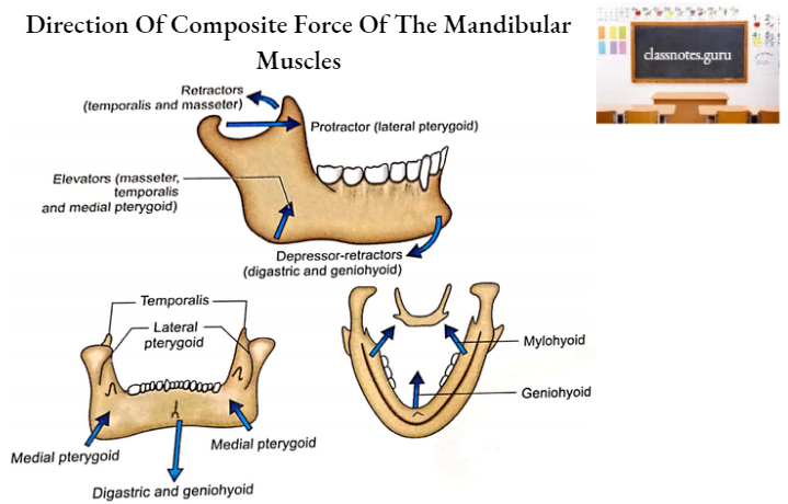 Mandible Direction Of Composite Force Of The Mandibular Muscles