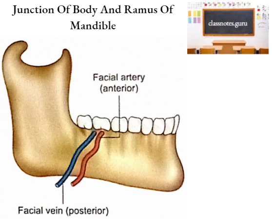 Mandible Junction Of Body And Ramus Of Mandible