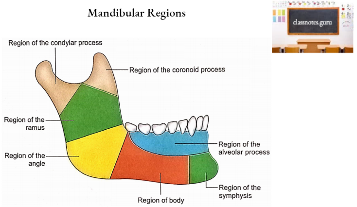 Mandible Mandibular Regions