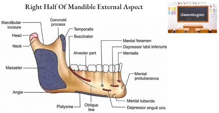 Mandible Right Half Of Mandible External Aspect