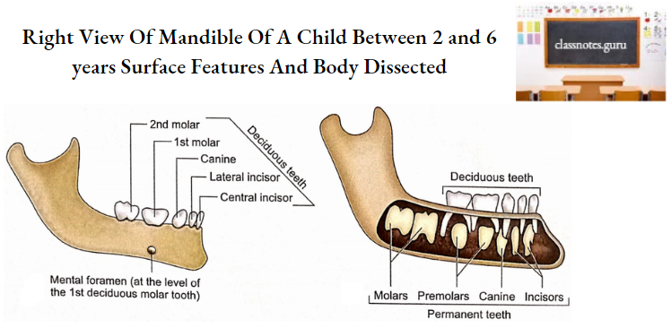 Mandible Right View Of Mandible Of A Child Between 2 and 6 years Surface Features And Body Dissected