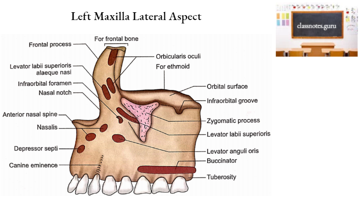 Maxillae Left Maxilla Lateral Aspect
