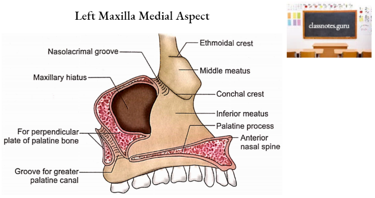 Maxillae Left Maxilla Medial Aspect