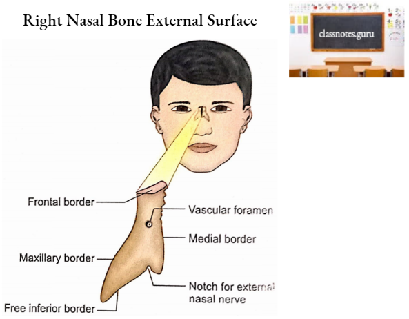 Nasal Bones Right Nasal Bone External Surface