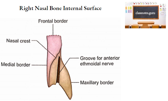 Nasal Bones Right Nasal Bone Internal Surface