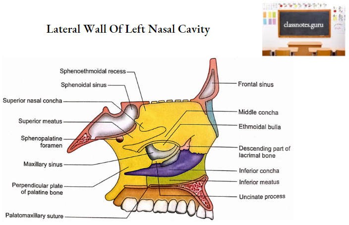 Nasal Cavity Lateral Wall Of Left Nasal Cavity