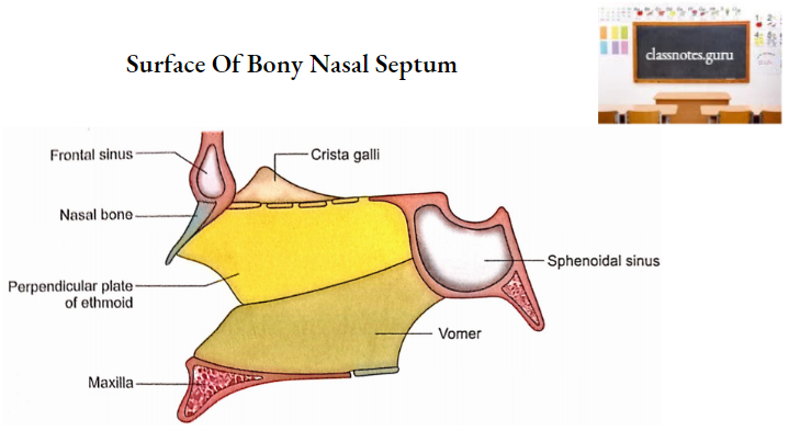 Nasal Cavity Left Surface Of Bony Nasal Septum