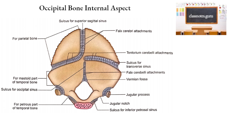 Occipital Bone Internal Aspect