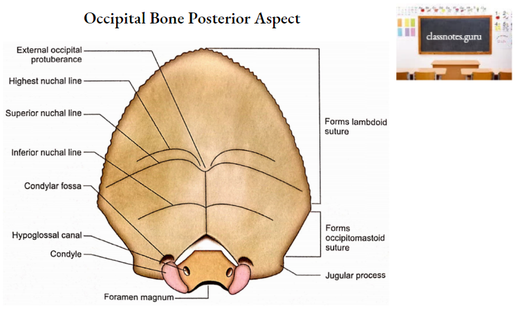 Occipital Bone Osteology Notes Class Notes 4759