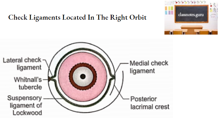 Oral Cavity Check Ligaments Located In The Right Orbit
