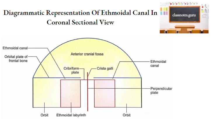 Oral Cavity Diagramatic Representation Of Ethmoidal Canal In Coronal Sectional View