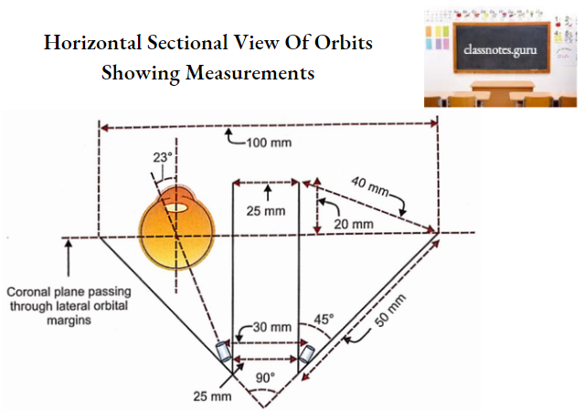 Oral Cavity Horizontal Sectional View Of Orbit Showing Measurements