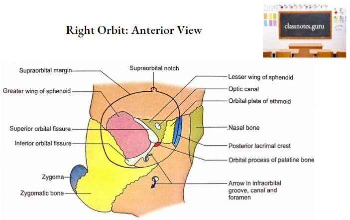 Oral Cavity Right Orbit Anterior View.