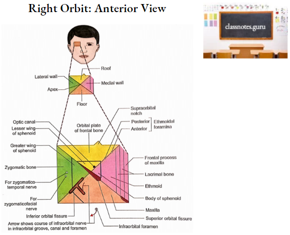 Oral Cavity Right Orbit Anterior View