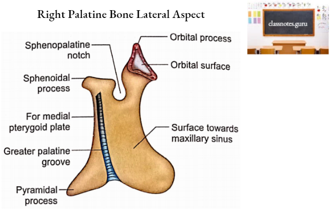 Palatine Bone Right Palatine Bone Lateral Aspect