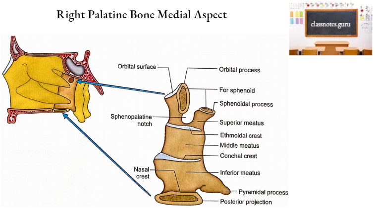 Palatine Bone Right Palatine Bone Medial Aspect