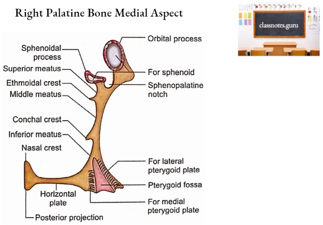Palatine Bone Right Palatine Bone Posterior Aspect