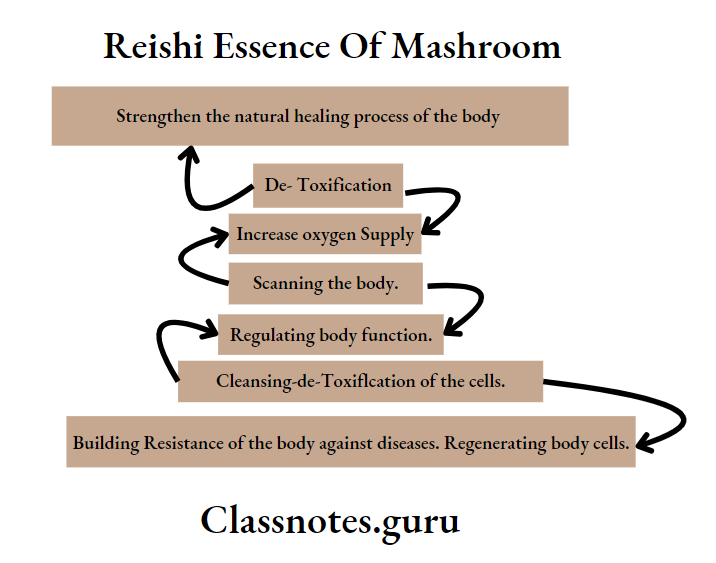 Reishi Essence Of Mashroom Focus And Achieving Of Gano Therapy