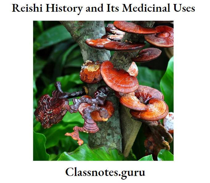 Reishi History and Its Medicinal Uses Red Reishi Mushroom Ganoderma Lucidum,Lingzhi