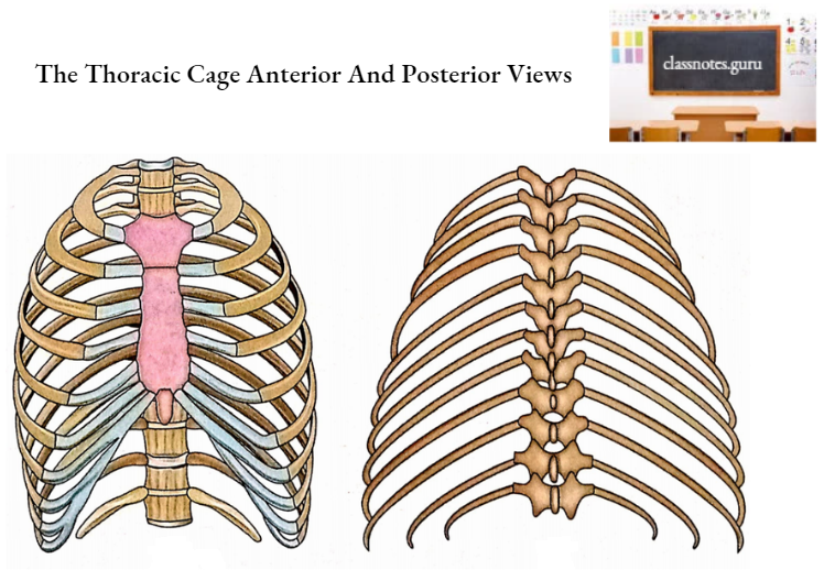 Ribs The Thoracic Cage Anterior And Posterior Views