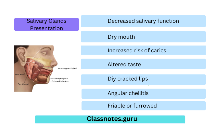 Salivary Glands Presentation