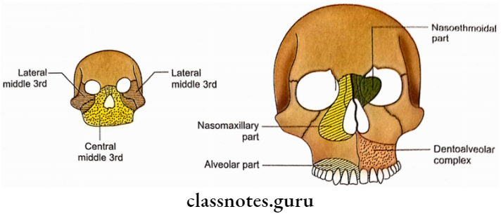 Skull General Features Clinical Subdivisions Of Middle 3rd Of Facial Skeleton