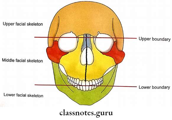 Skull General Features Subdivisions Of Facial Skeleton