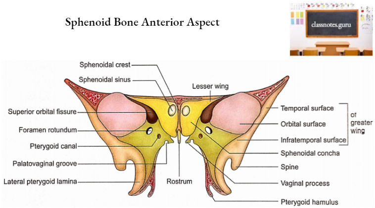 Sphenoid Bone Anatomy Function And Development Notes Class Notes Sphenoid Bone Anatomy Function And Development Notes Class Notes