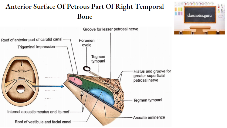 Temporal Bones Anterior Surface Of Petrous Part Of Right Temporal Bone