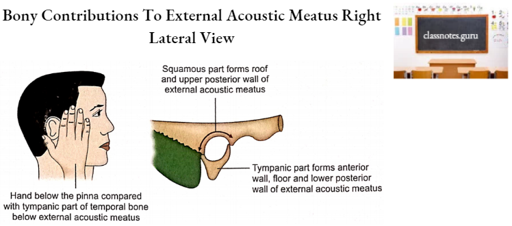 Temporal Bones Bony Contributions To External Acoustic Meatus Right Lateral View