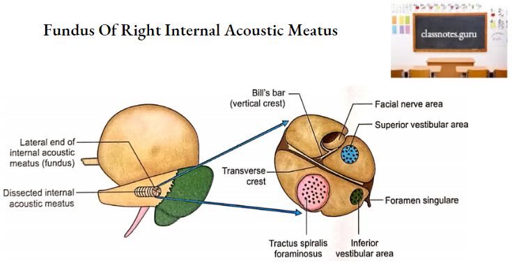 Temporal Bones Fundus Of Right Internal Acoustic Meatus