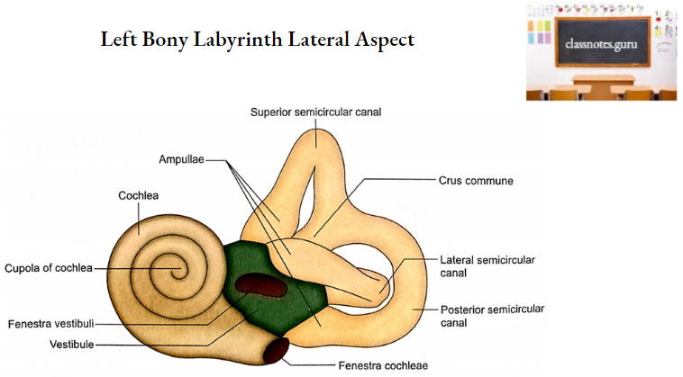 Temporal Bones Left Bony Labyrinth Lateral Aspect