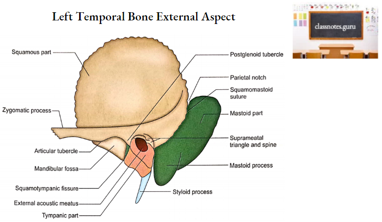 Temporal Bones Left Temporal Bone External Aspect