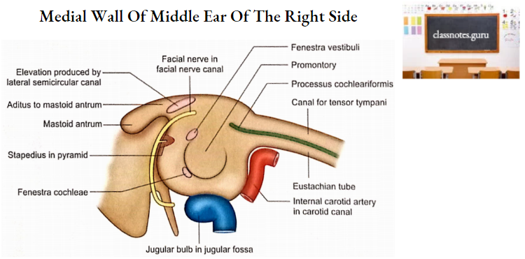 Temporal Bones Medial Wall Of Middle Ear Of The Right Side