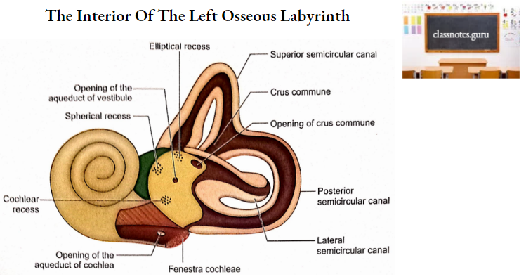 Temporal Bones The Interior Of The Left Osseous Labyrinth
