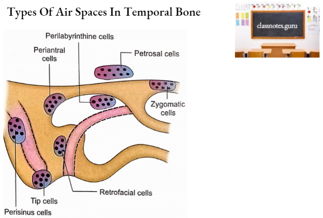 Temporal Bones Types Of Air Spaces In Temporal Bone