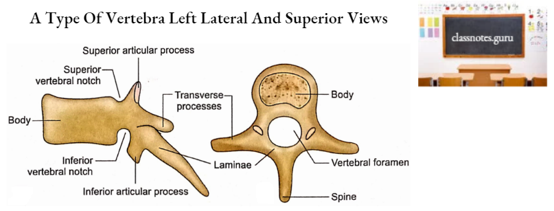 Vertebrae A Type Of Vertebra Left Lateral And Superior Views